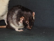 Athos