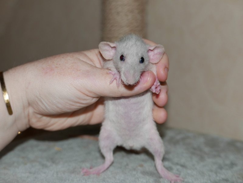 Ruma