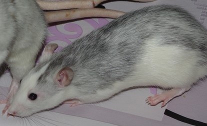 Mily
