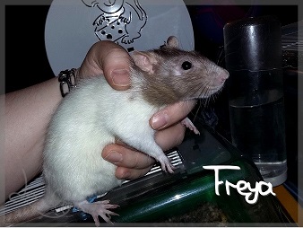 Freya