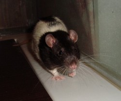 Newton