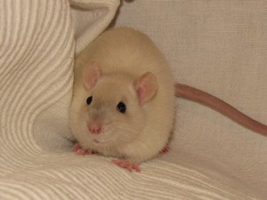 Kaspian