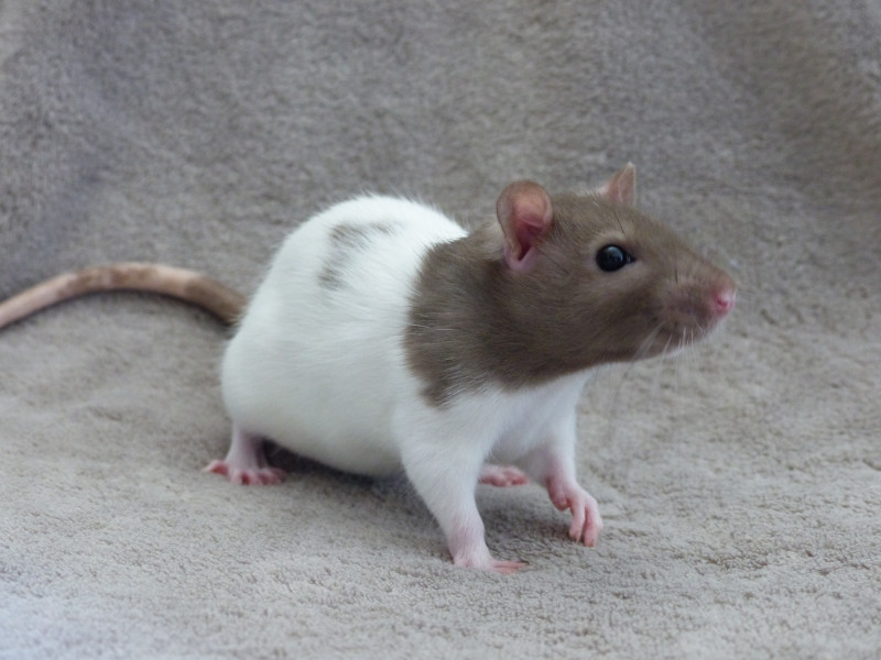 Patrocle