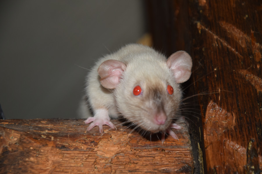 Mirabelle