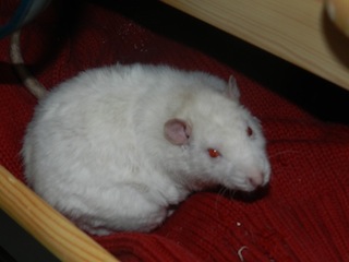 Cookie