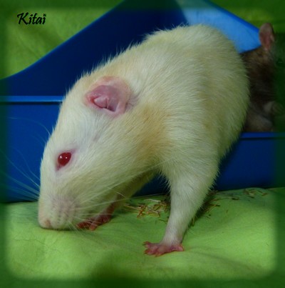 Kitaï
