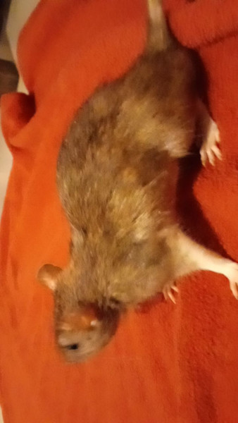 Tac