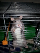 Ratoune