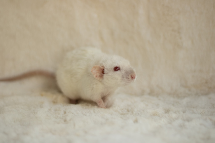 itsi bitsi teenie weenie john