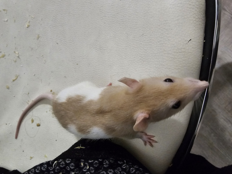 Remy 