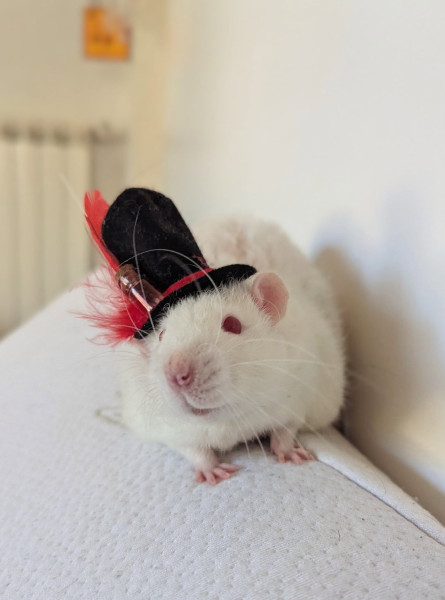 Blini 