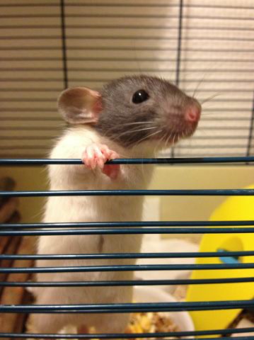 Lilo