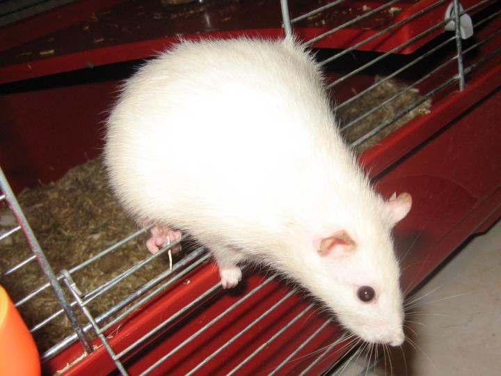 Aranel