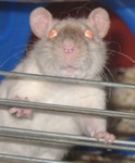 Ziva