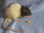 Guss