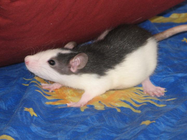 Ben