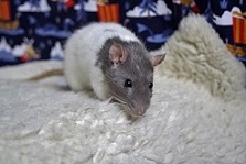 Dziewona