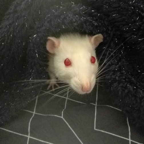 Sirius
