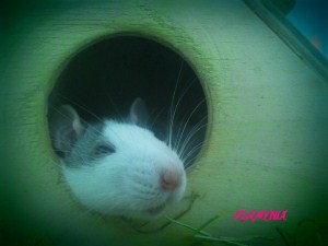 Flamynia
