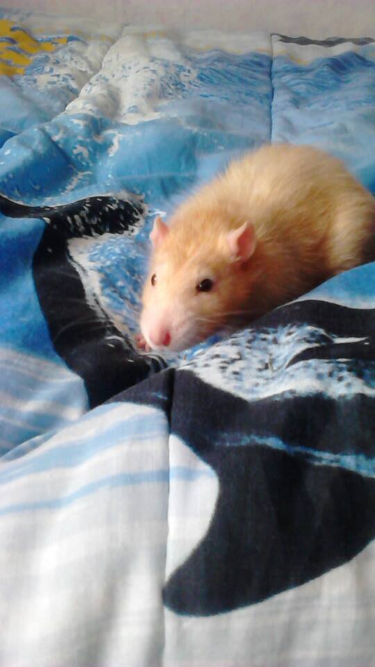 Elliot