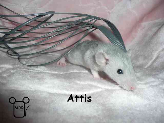 Attis