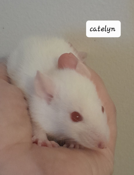 Catelyn