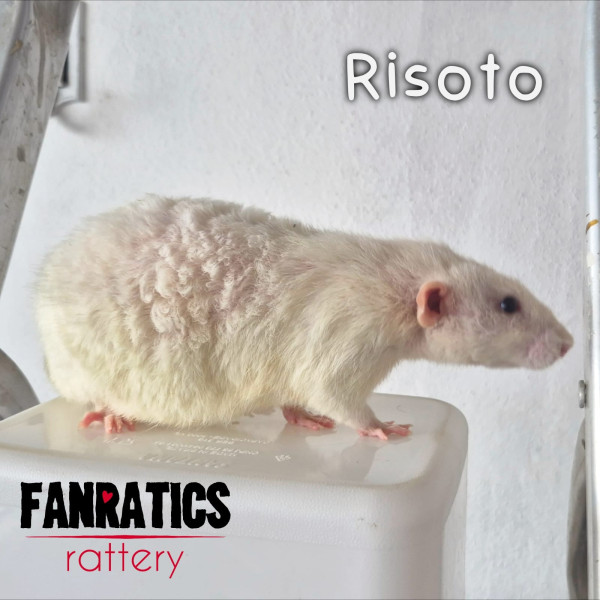 Risoto