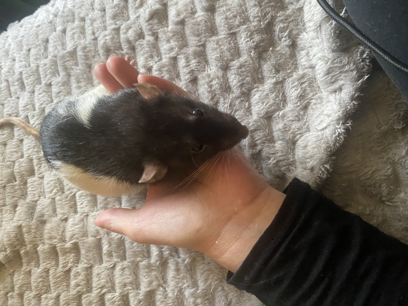 Junior