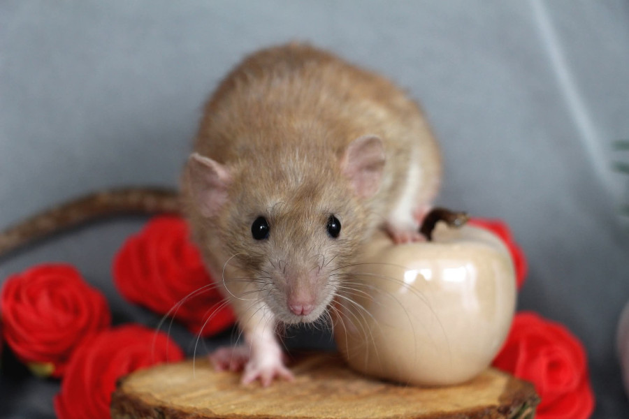 Zélya