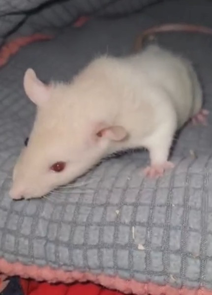 Patatras !  