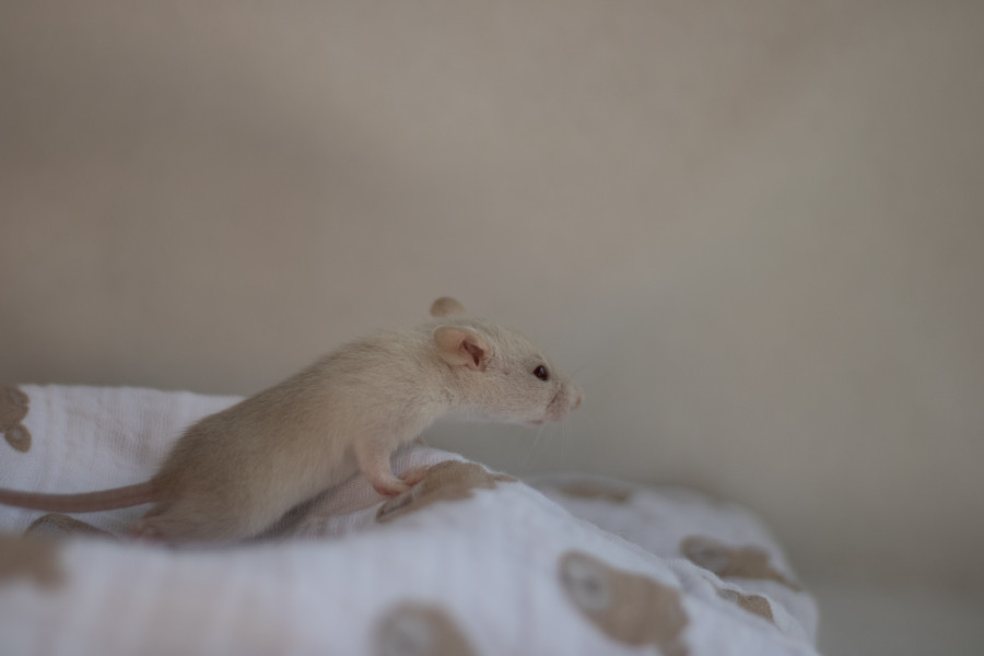Rosie