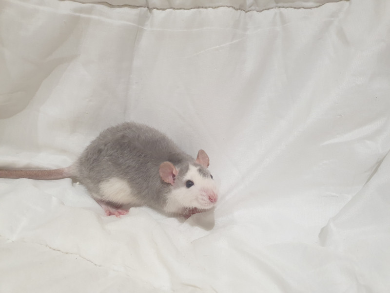 DPR61669F