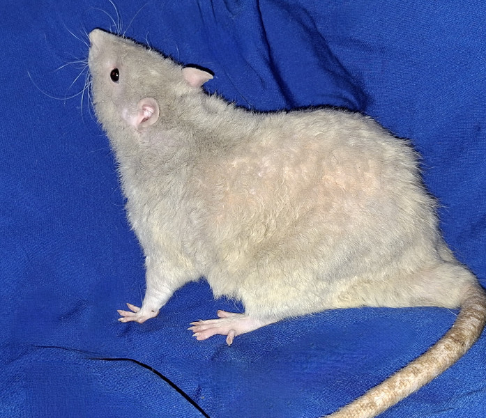 Pamplemousse