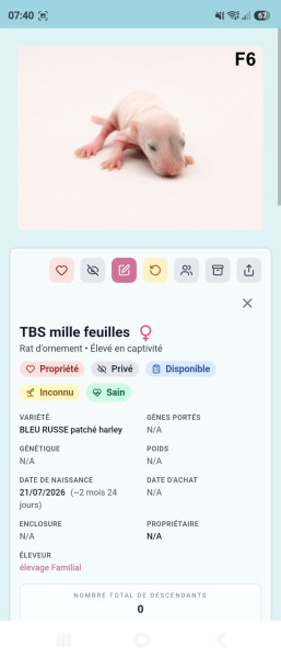 mille feuille