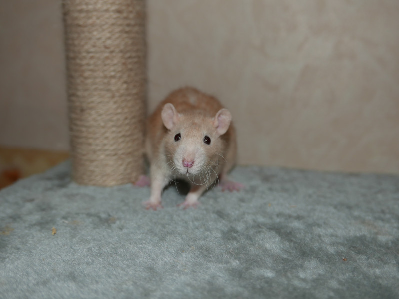 MIL61540F