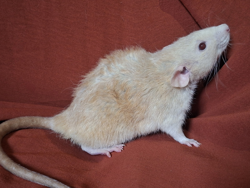Arabella