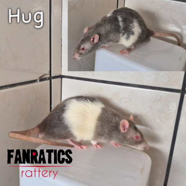 Hug