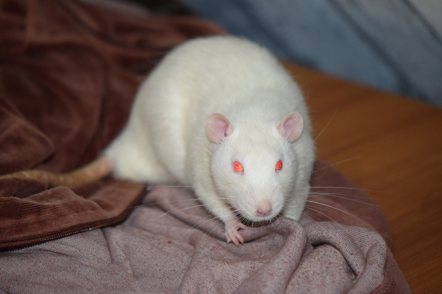 Raspoutine
