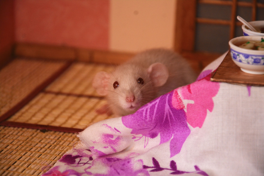 Rose