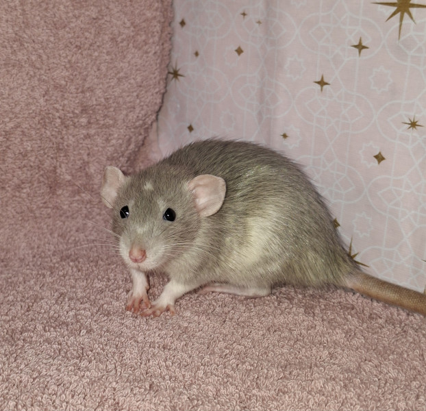 Zillie