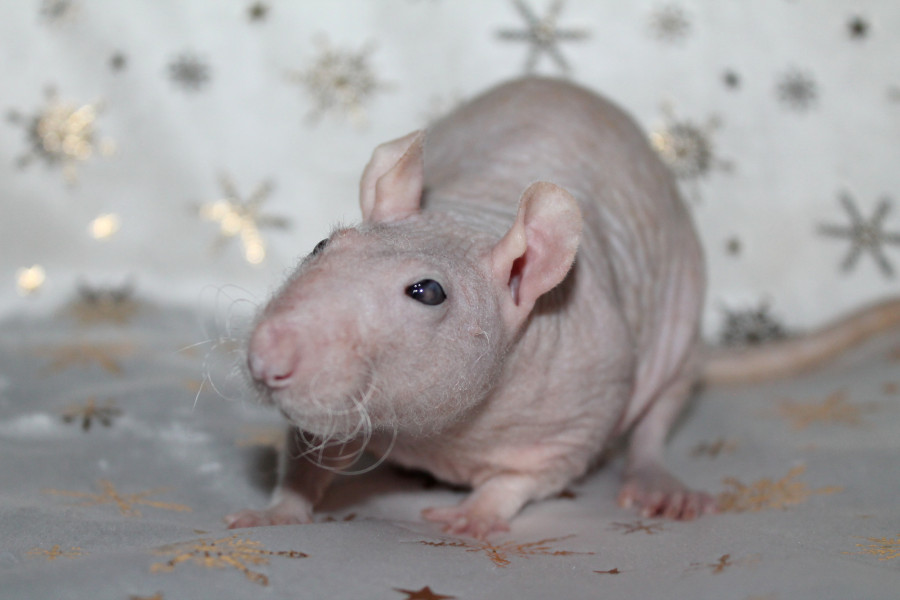 Albator
