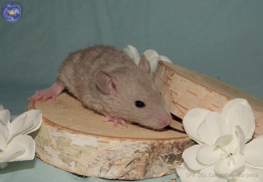 Camouflage Carpette
