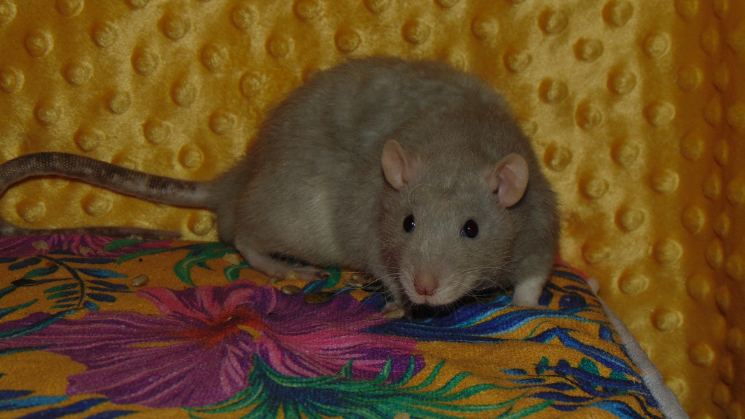 Pamplemousse