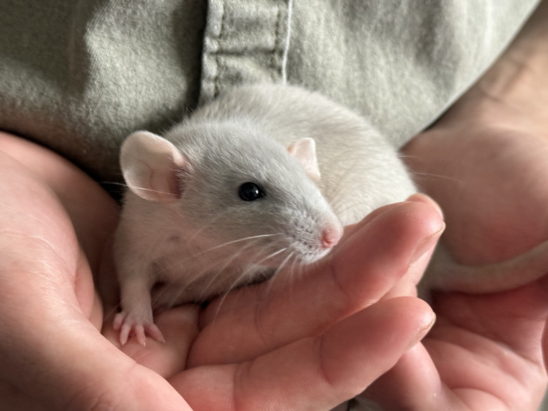 Raphaël 