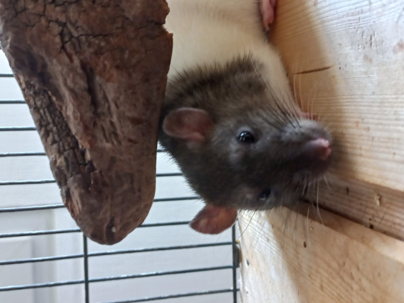 Noisette 