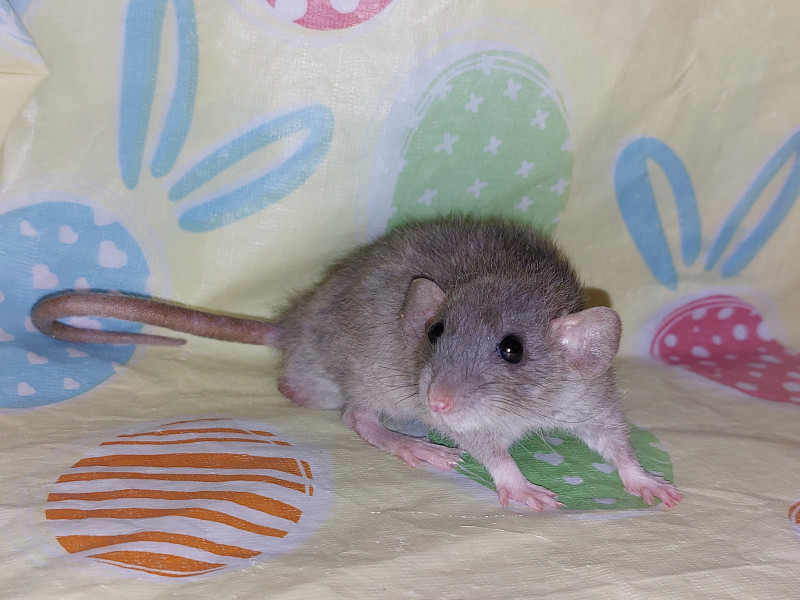 Popi