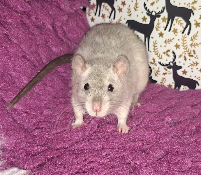 Byzou