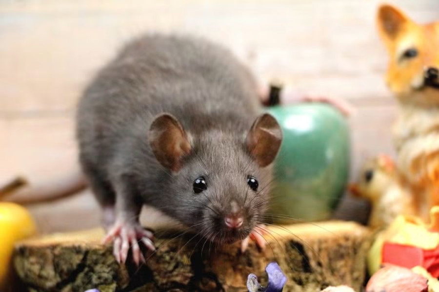 VIC62549M