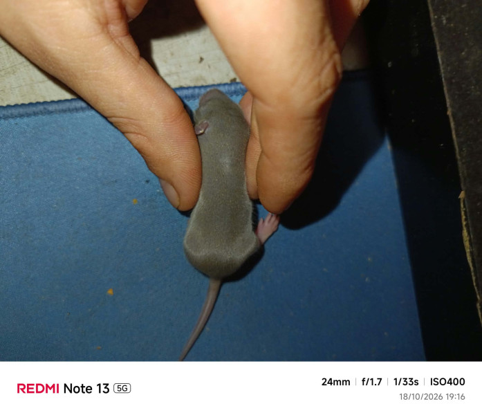 IND62822F